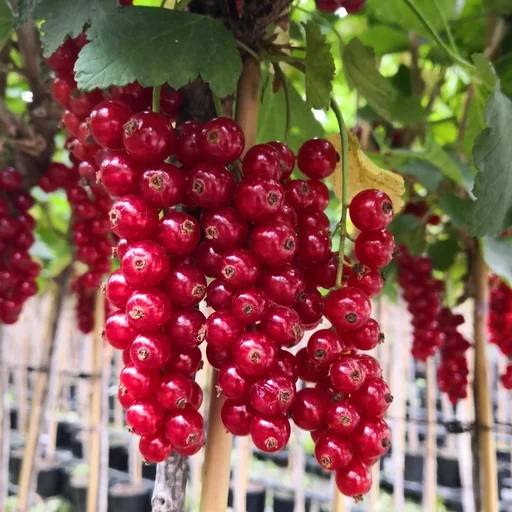 "Red currant "Rolan" bush, in a 3.5L container image"
