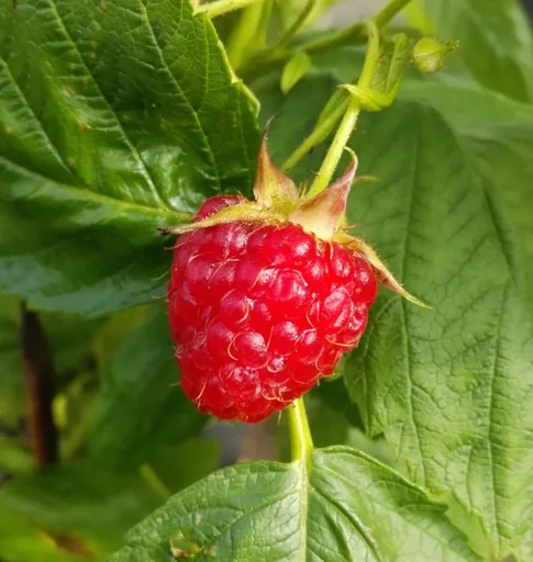 "Raspberry "Aroma Queen", 3.5L container image"