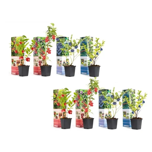 "Bloem-up Vitamin Plant Mix - 8 pieces (2x Goji Berry, Honey Berry, Blue Berry & Pomegranate) image"