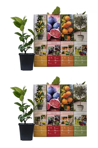 "Blooming set of 8 Mediterranean plants 25-40 cm image"