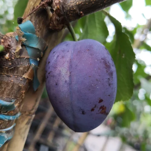 "Plum "Ersinger Frühzwetsche" bush, in 10L container, juicy, sweet, sour, spicy image"