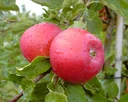 Apple "Santana" bush, in a 10L container