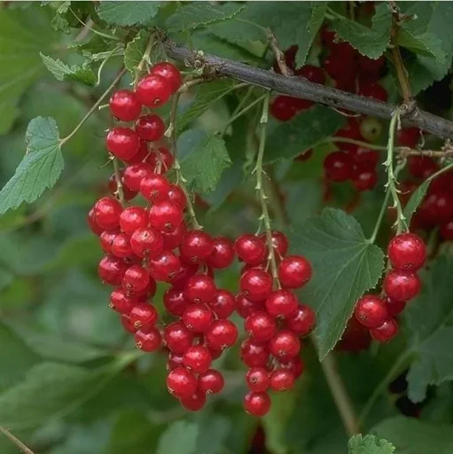 "Red currant "Rotet" bush, in a 3.5L container image"