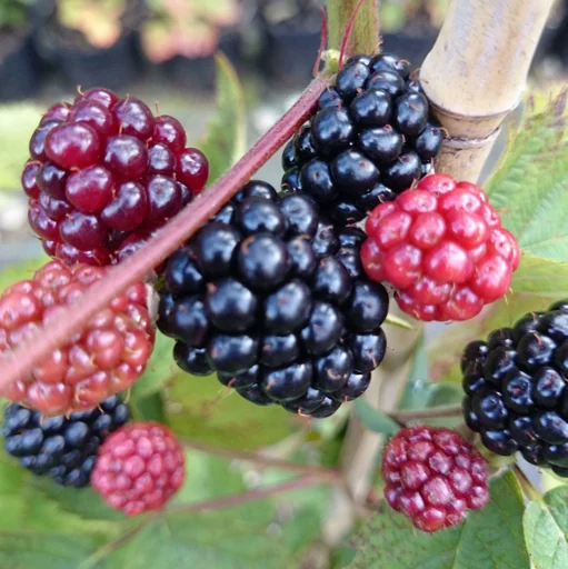 "Blackberry "Loch Ness", 3.5L container image"