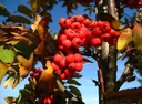 Edible Moravian Rowan "Klosterneuburger", 7.5L container