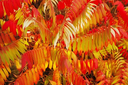 "Suet tree Rhus typhina - 7.5 L pot 80-100 cm image"