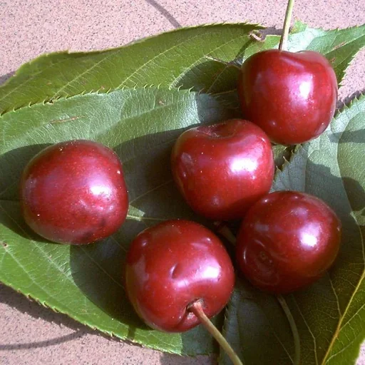 "Columnar cherry "Sylvia", 7.5L container, tasty, sweet and aromatic image"