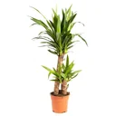 Blooming Palm Lily - Yucca - Large - 80-85cm - 1 piece