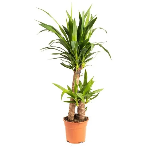 "Blooming Palm Lily - Yucca - Large - 80-85cm - 1 piece image"