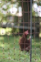 Replacement post for poultry nets, 2 tips, black, 106 cm