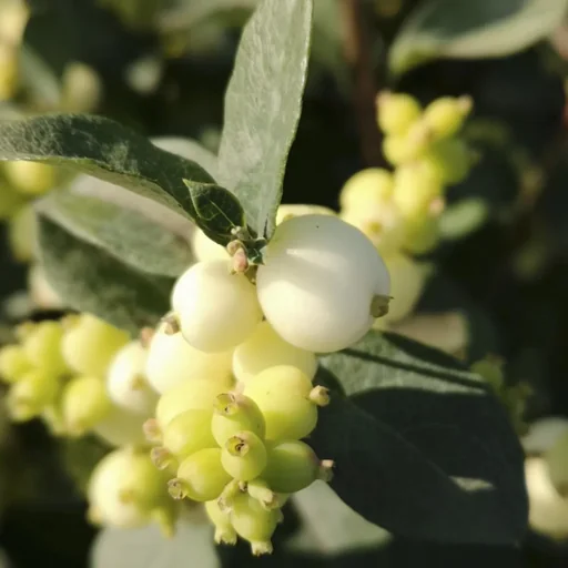 "Snowberry, Symphoricarpos door. "Magical Galaxy", 4.6 liter pot, 50-60 cm tall, set of 3 image"