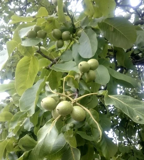 "Walnut "Wonder of Monrepos", 7.5L container image"