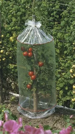 "Tomato caps 3x image"
