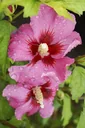 Hibiscus syriacus Woodbridge - 12 L pot 80-100 cm