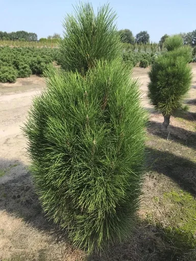 "Black Pine Green Tower - Pinus nigra - solitary tree with ball 125-150 cm image"