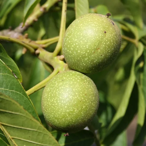 "Walnut seedling, 7L container, valuable deciduous tree image"