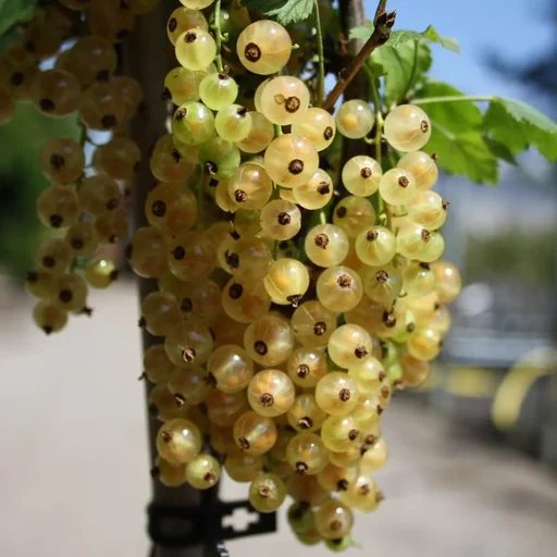 "Currant white "White Versailles" bush, in a 3.5L container image"