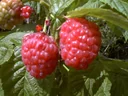 Raspberry "Autumn Bliss", 5L container