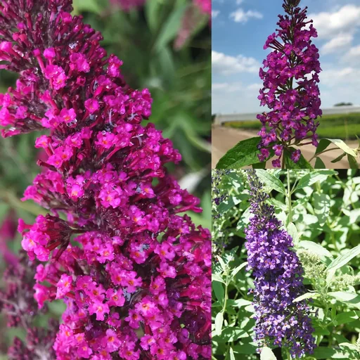 "Dwarf Buddleia, 4.6-liter pot, set of 3, 1 x "BUZZ Midnight," 1 x "BUZZ Pink Purple," and 1 x "BUZZ Wine" image"