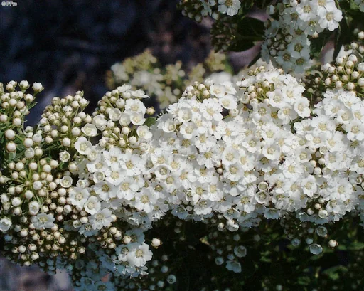 "Snowmound Spiraea nipponica - 7.5 L pot 80-100 cm image"
