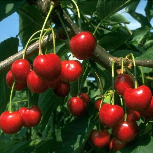"Sweet cherry "Regina" bush, in 10L container, aromatic, small stone image"