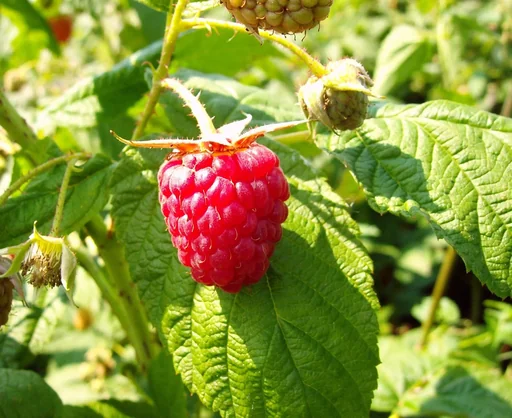 "Raspberry "Himbo-Top", 5L container image"