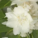 Philadelphus coronarius, fragrant jasmine - 7.5 L pot 80-100 cm