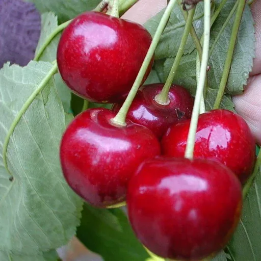 "Sweet cherry "Burlat" bush, in a 10L container, juicy, sweet with a good aroma, easy to pick image"