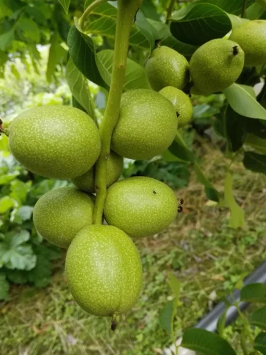 "Walnut "Chandler", 7.5L container, mildly aromatic image"