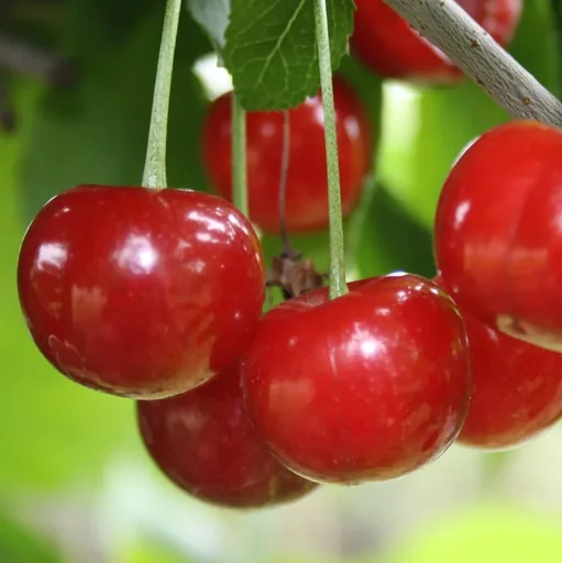 "Dwarf sour cherry "Morellini", 10L container, does not require pruning image"