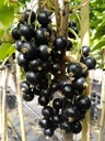 Black currant "Titania" bush, in a 3.5L container