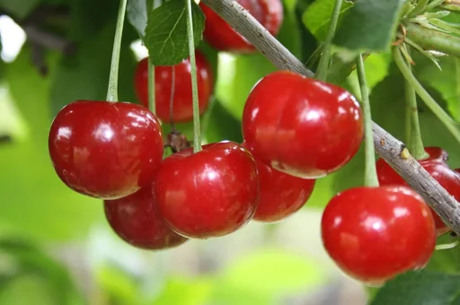 "Sour cherry "Morellenfeuer" half-stem, in a 10L container, large, soft and sour cherry image"