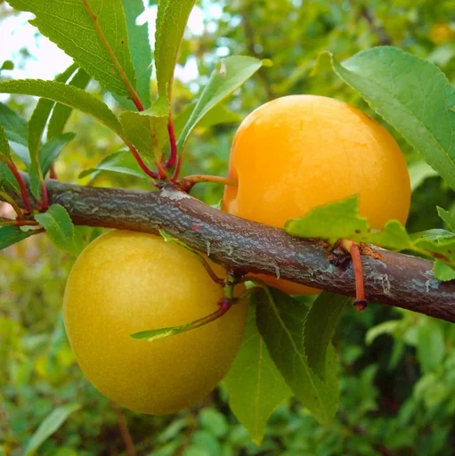 "Japanese plum "Shiro" bush, in a 7.5L container, very frost-hardy, juicy, mild flavor image"