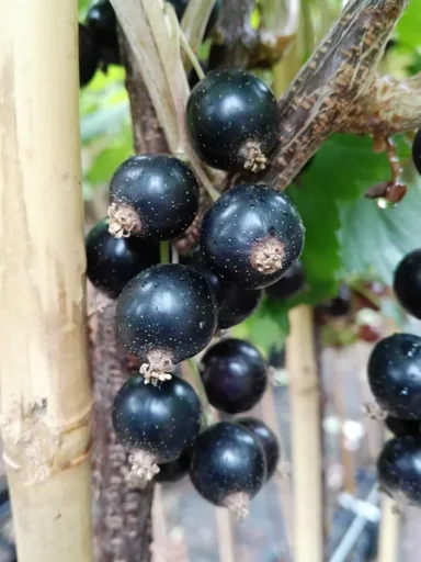 "Black currant "Ojebyn" standard tree, in a 4L container image"