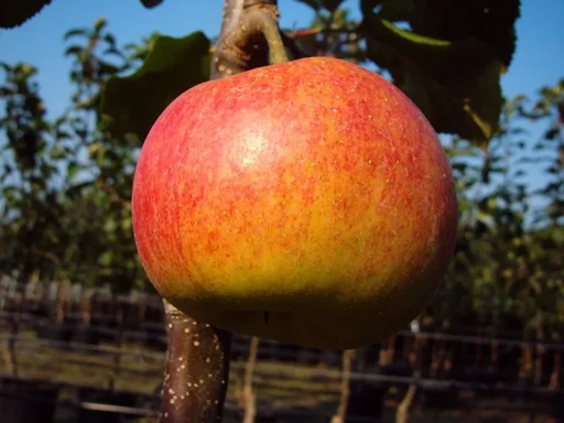 "Apple "Rebella" bush, in a 10L container image"