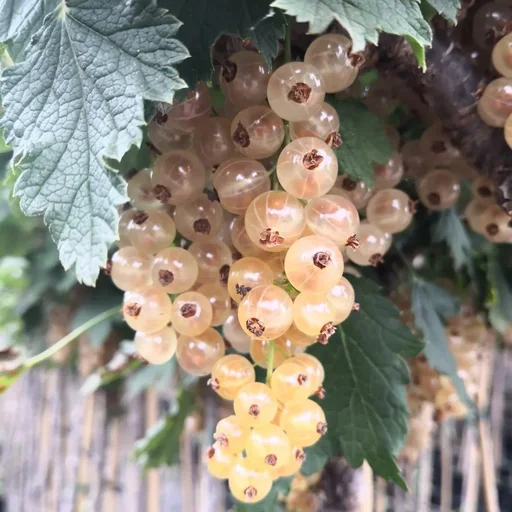 "Currant white "Jüterbog" foot stem, in 4L container image"