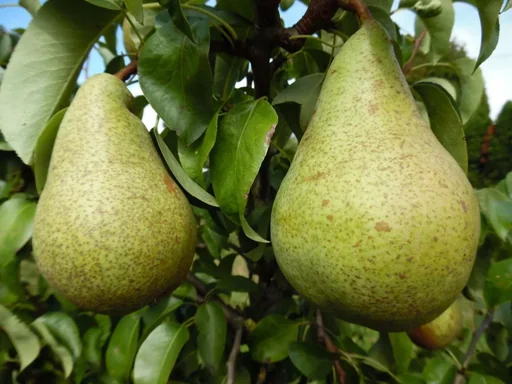 "Columnar pear "Condo", 7.5L container, juicy-sweet taste image"