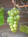 Weinrebe "Phoenix", 3,5L-Container