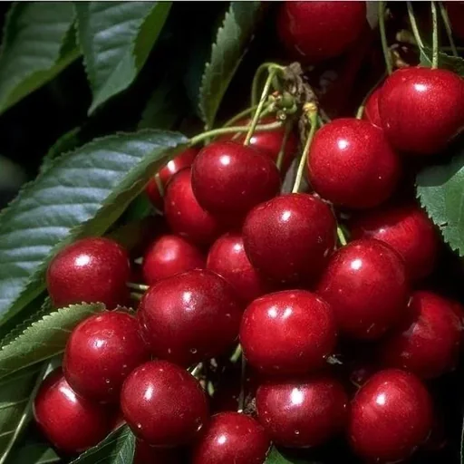 "Sweet cherry "Sunburst" half-stem, in 10L container, very high juice content, sweet image"