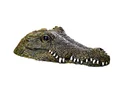Pond crocodile