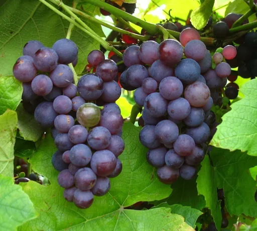 "Grapevine "Vanessa", 5L container, large pink berries image"