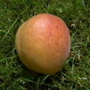 Apricot "Klosterneuburger", 7.5L container, large sweet fruits
