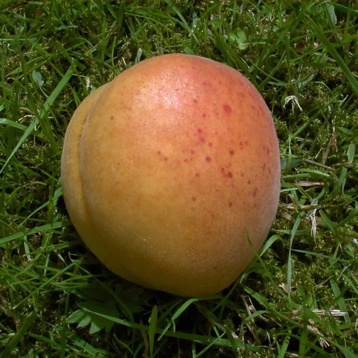 "Apricot "Klosterneuburger", 7.5L container, large sweet fruits image"