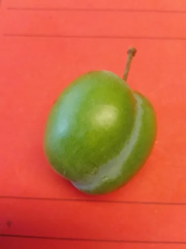 "Greengage "Large Greengage" half-stem, in a 10L container, juicy, very sweet and aromatic image"