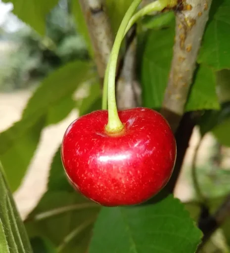 "Sweet cherry "Büttners Rote Knorperlkirsche" bush, in a 10L container, sweet, pleasantly spiced image"