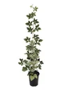 Blackberry "Asterina", 3.5L container