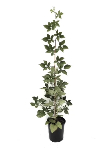 "Blackberry "Asterina", 3.5L container image"