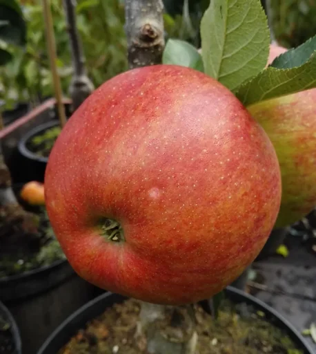 "Columnar apple "Rondo", 7.5L container, firm, crisp and very juicy, sour-sweet taste image"