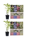 Blooming set of 8 hydrangeas 30 - 40 cm