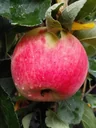 Apple "Piros" bush, in 10L container